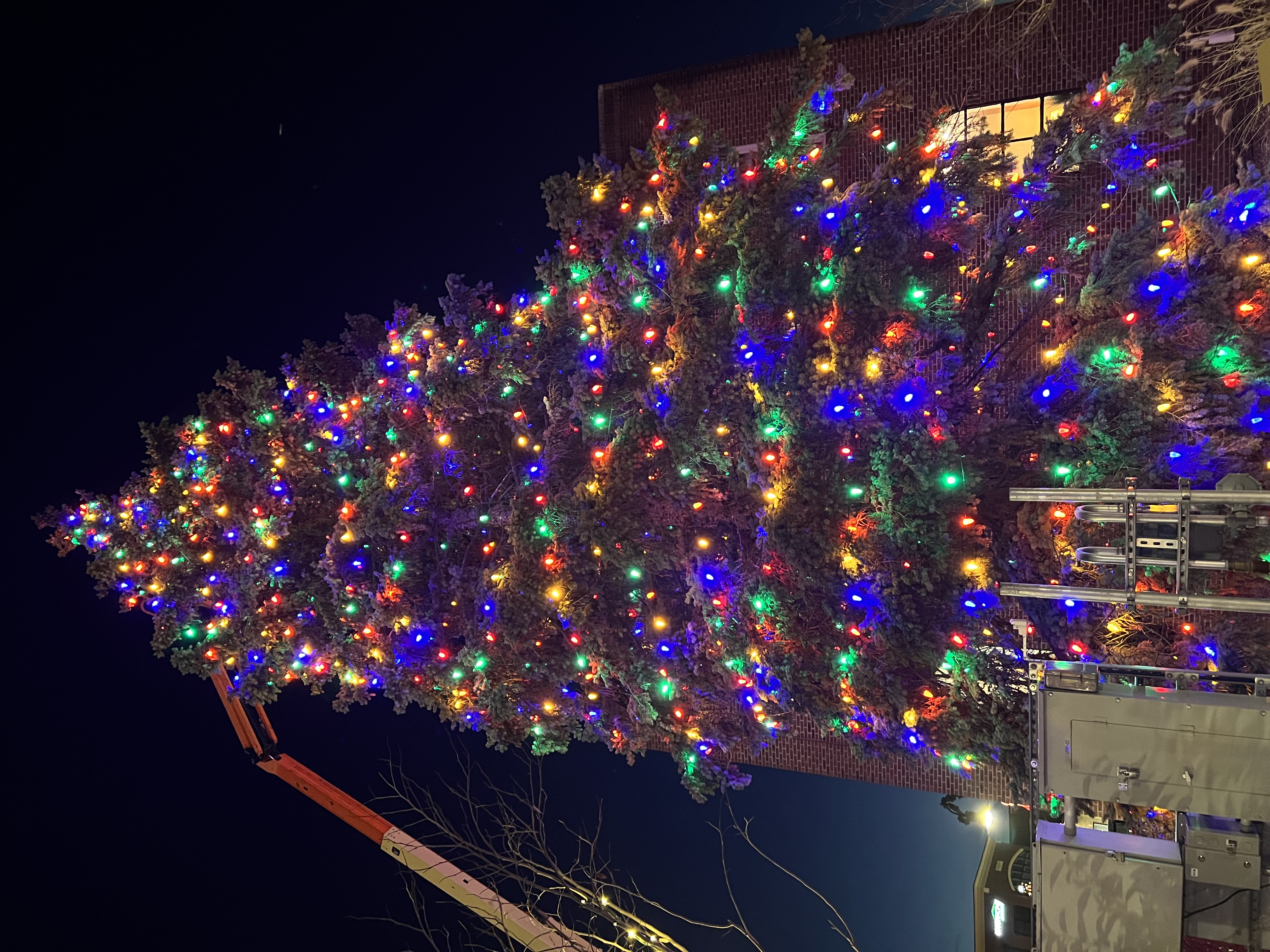Brighton Christmas tree lit up